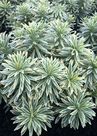 Euphorbia characias Silver Swan' (Wilcott)